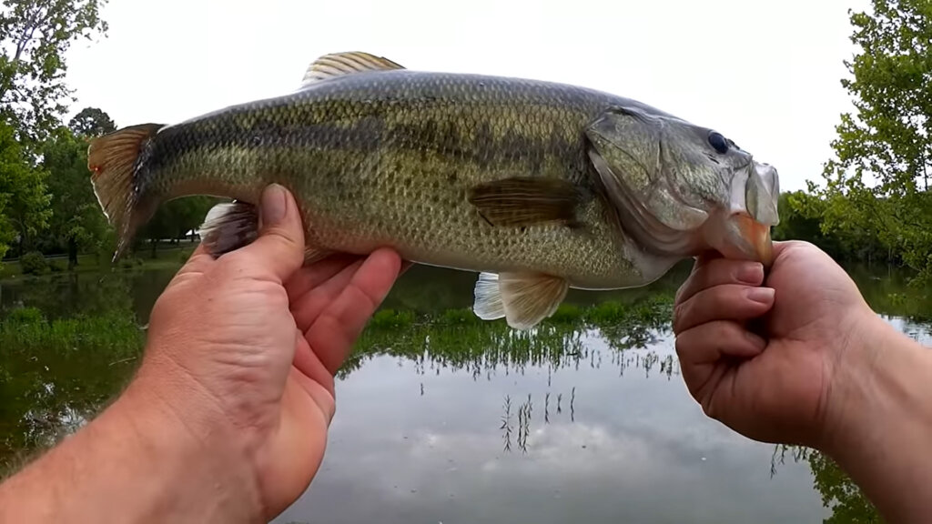 Bass Fishing with a Soft Plastic Frog and Braided Line Spinning Reel - Realistic Fishing