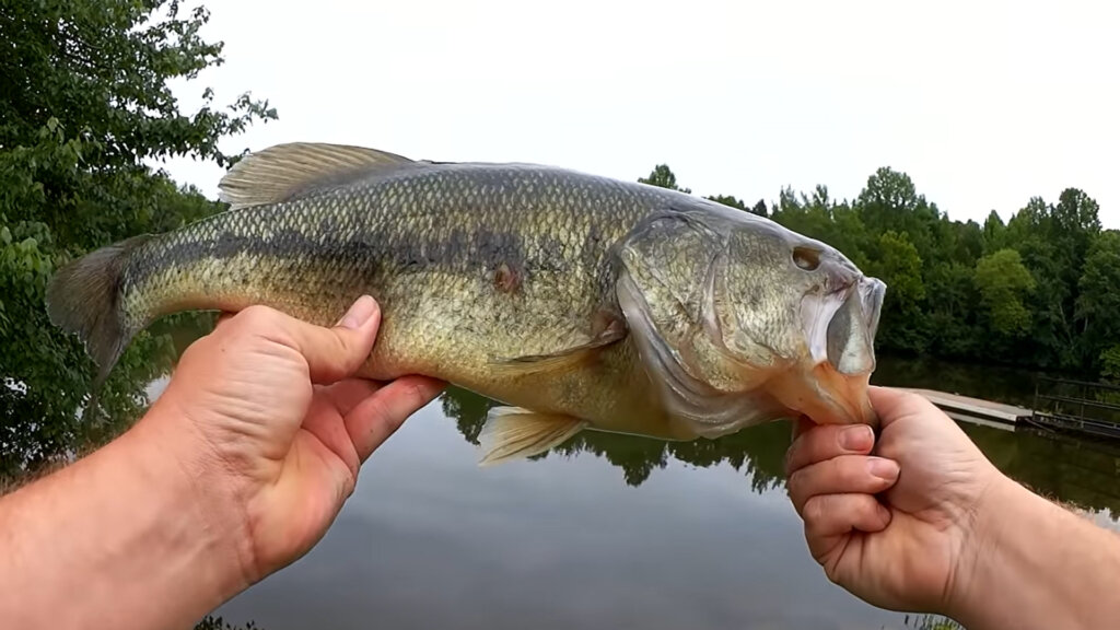 Big Summer Bass on a Texas Rig Worm I caught a True Monster Bass - Realistic Fishing