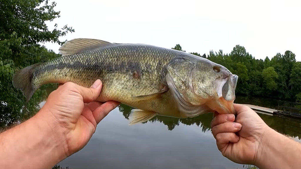 Catching a Monster Bass on a Texas Rig Worm - Realistic Fishing