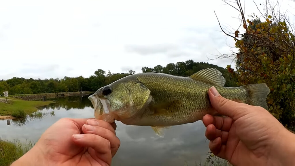 How Do I Catch My First Bass at New Lake Hint Its on Topwater - Realistic Fishing