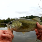 How Do I Catch My First Bass at New Lake Hint Its on Topwater - Realistic Fishing