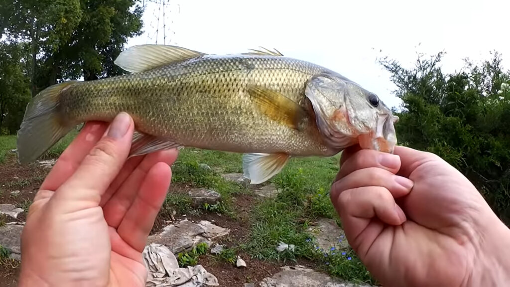 Original PowerBait Catches Bass When I Cant Get Fish to Bite - Realistic Fishing
