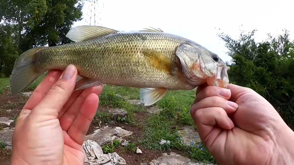 Original PowerBait Catches Bass When I Can't Get Fish to Bite