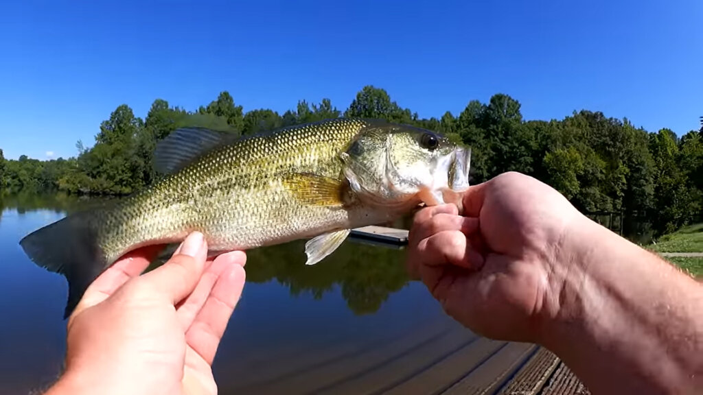 Catching a Monster Bass on a Texas Rig Worm - Realistic Fishing