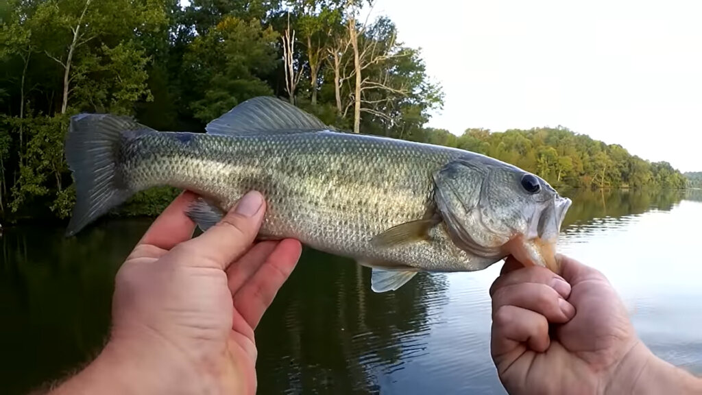 Bass Fishing from a Jon Boat Realistic Fishing with a Texas Rig - Realistic Fishing