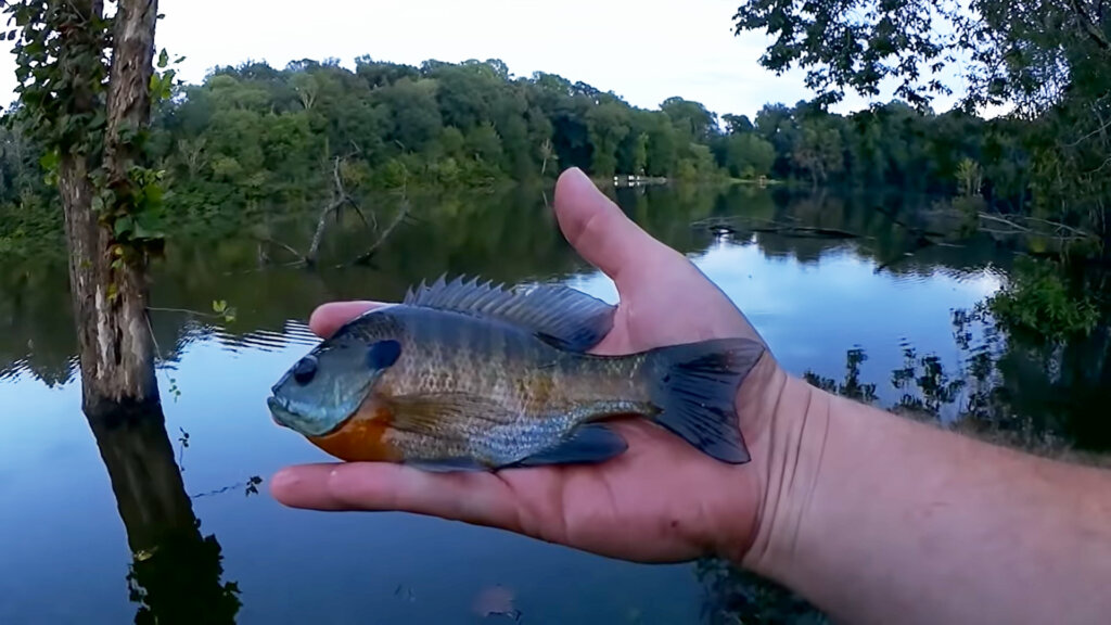 Bluegill Fishing with a Float Bobber and Gulp Minnows New Lake - Realistic Fishing