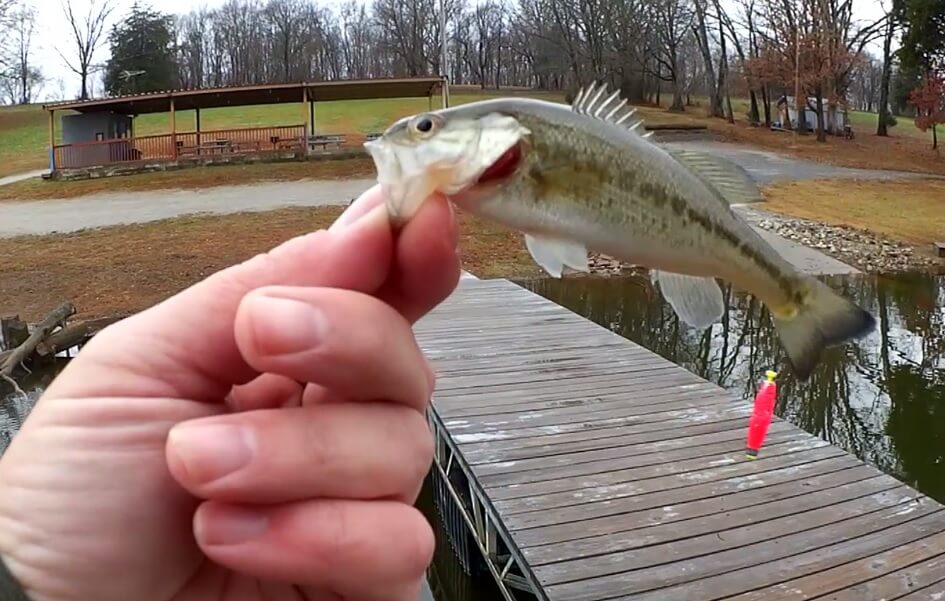 Fall Bank Fishing for Big Shellcracker & Black Nose Crappie