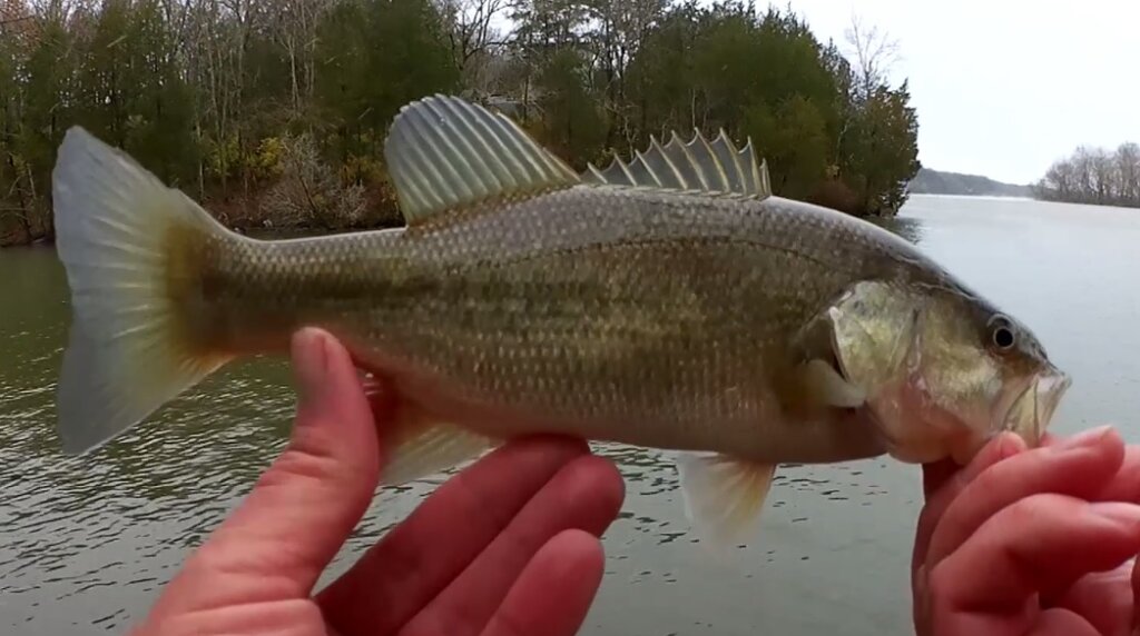 Winter Bank Fishing with Hellgrammite and Panfish Magnets Bass Caught - Realistic Fishing