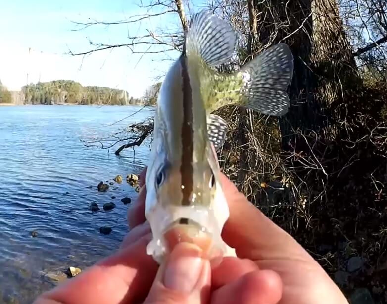 Crappie Fishing From the Bank with Gulp Minnows Easy Float Fishing - Realistic Fishing