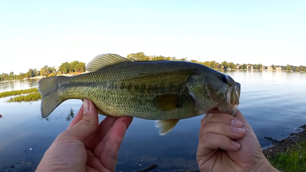 Finally Early Fall Bass Fishing With a Swimbait and Nice Bluegill - Realistic Fishing