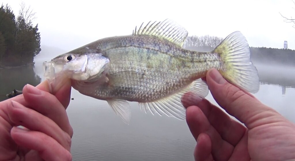 Kmart Fishing Lures,  Scammers & Catching a Bluegill with a