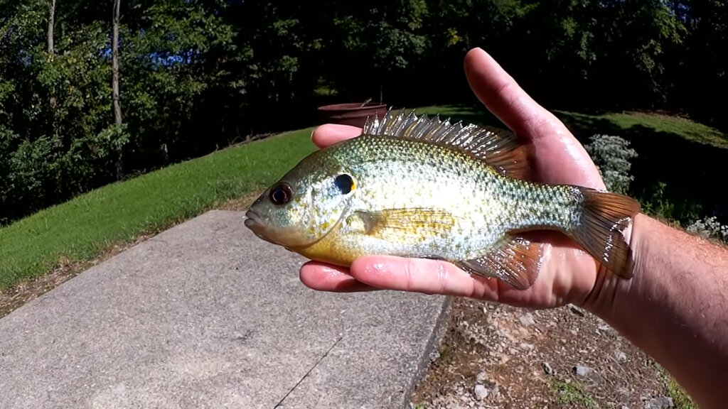 Fishing with Worms for Big Shellcracker and Bluegill Float Fishing - Realistic Fishing