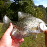 How to Find Fish at a New Lake Bluegill and Crappie Fishing - Realistic Fishing