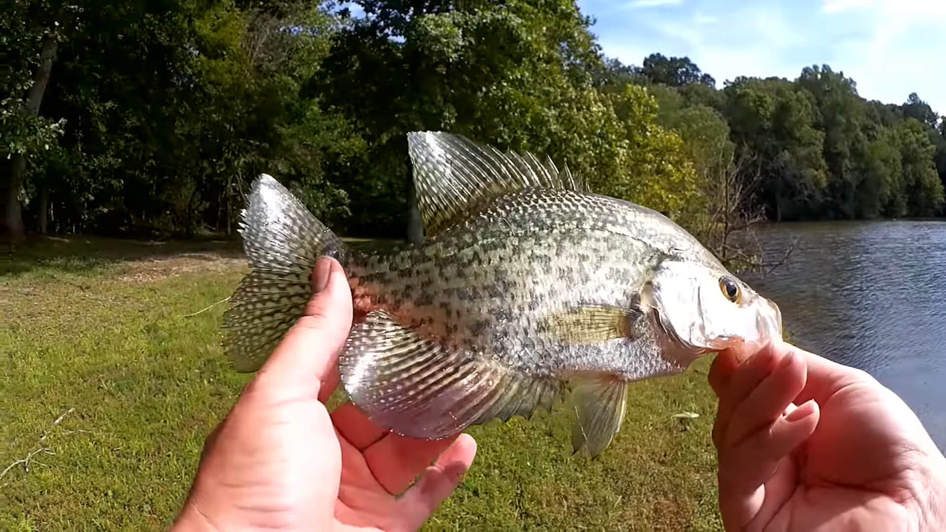 How to Find Fish at a New Lake Bluegill and Crappie Fishing - Realistic Fishing