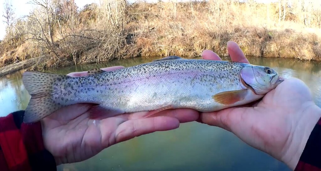 Fishing from the Bank in Winter & Trout Fishing with Nightcrawlers