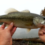 Bass Fishing With a Texas Rig Worm that Cost 25 cents Budget Fishing - Realistic Fishing