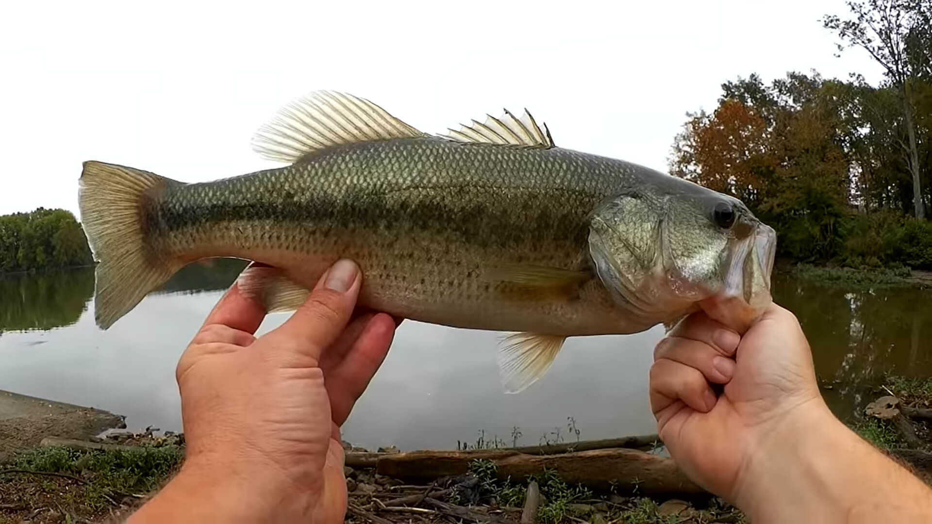 Bass Fishing With a Texas Rig Worm that Cost 25 cents Budget Fishing - Realistic Fishing