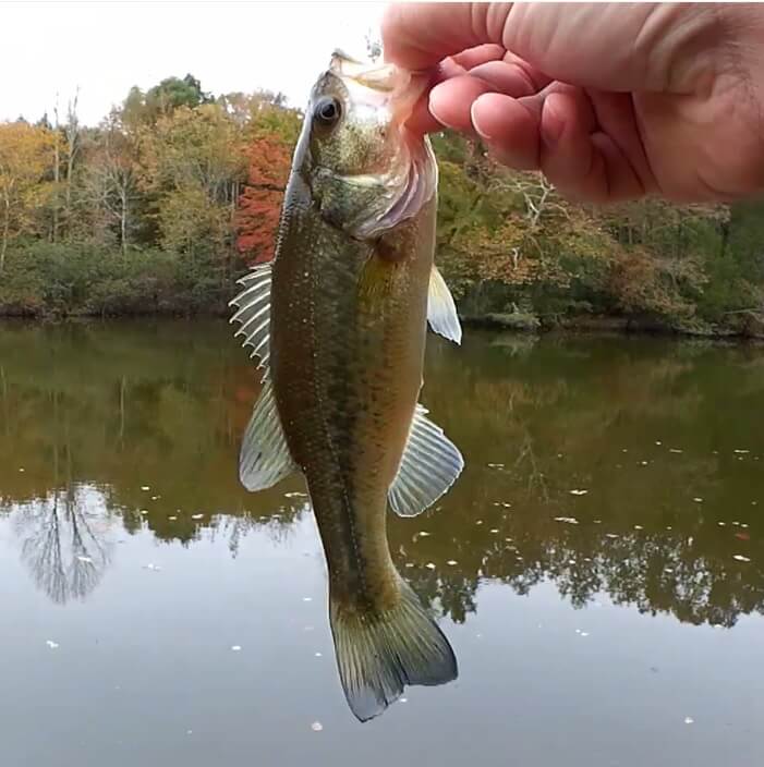 Creek Fishing From The Bank with The Mini Trout Magnet Kit 