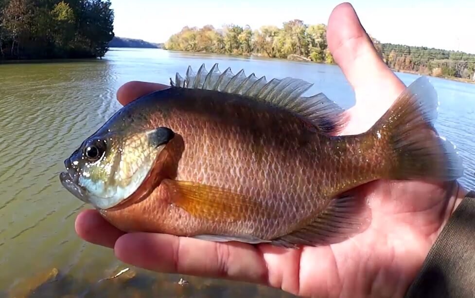 Bluegill Fishing in Kentucky