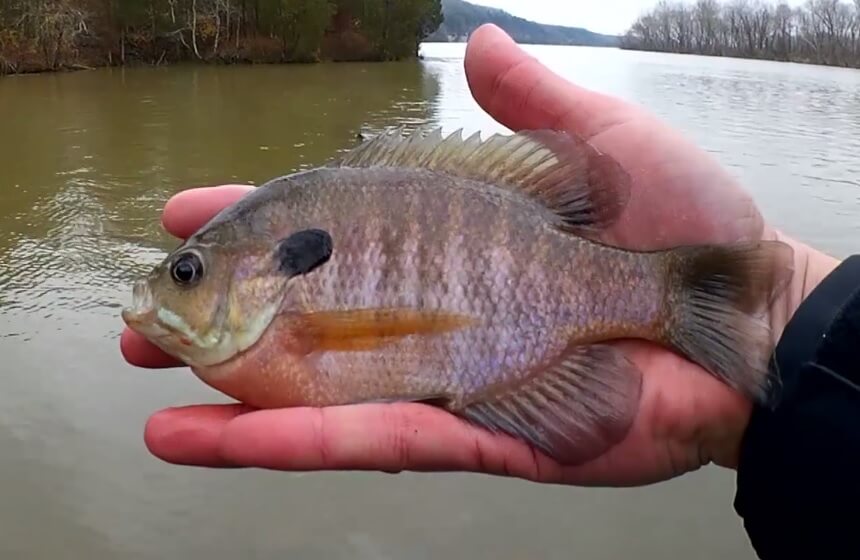 Cold Water Fishing with Nightcrawlers & Trout Fishing Below a