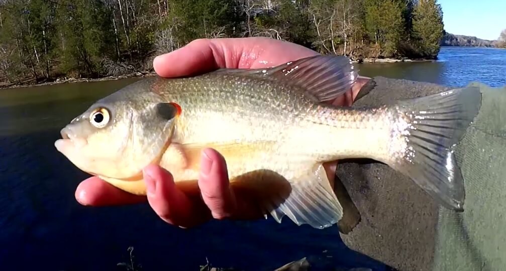 Fishing for Crappie, Bass & Bluegill from the Bank using Live Bait