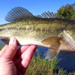 Fall Bass Fishing with a Texas Rig Keitech Swimbait Skeletor Park - Realistic Fishing