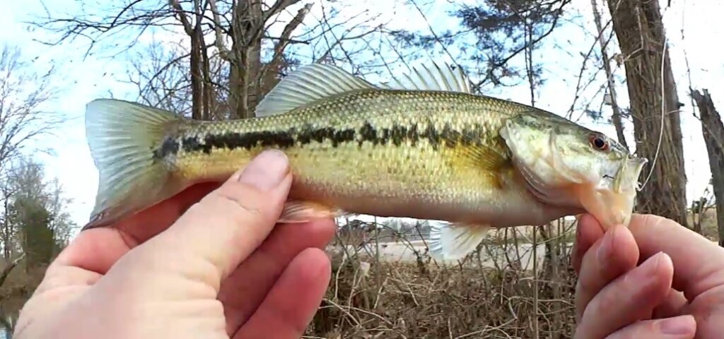 Fishing at a NEW Creek Caught my First Bass on a Hellgrammite - Realistic Fishing