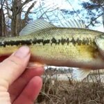 Fishing at a NEW Creek Caught my First Bass on a Hellgrammite - Realistic Fishing