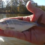 Fishing for Bass and Bait Catching Big Shad and Small Bass from Shore - Realistic Fishing