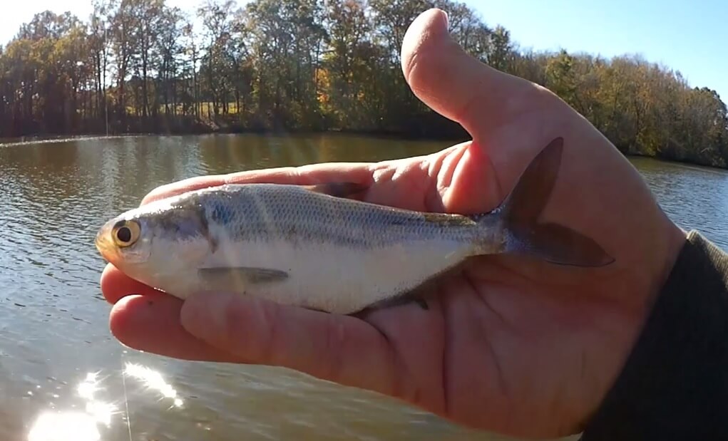 Change A Line On A Reel 