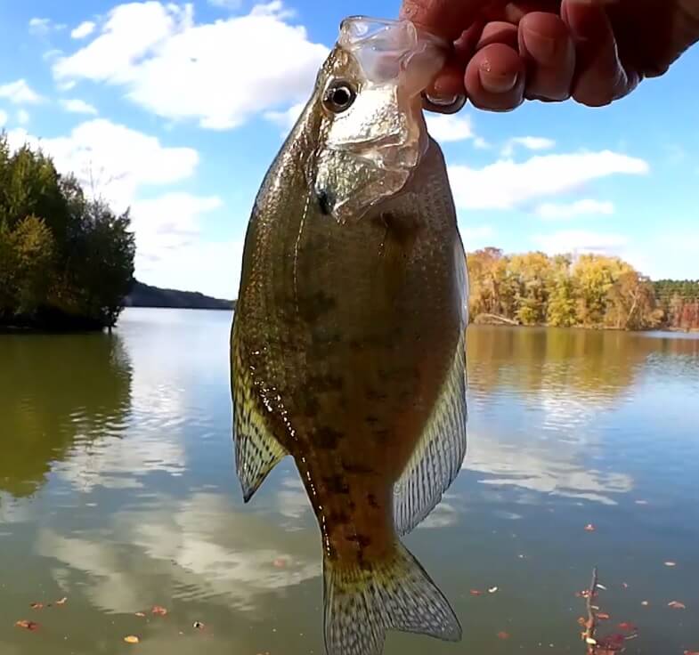 Fishing for Crappie, Bass & Bluegill from the Bank using Live Bait