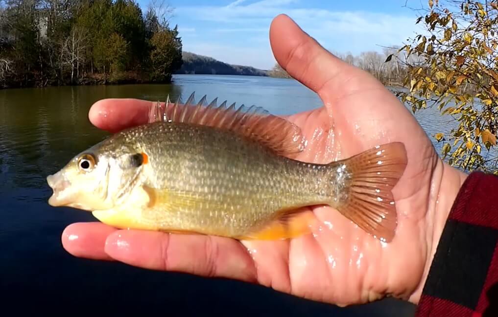 Cold Water Fishing with Nightcrawlers & Trout Fishing Below a Spillway -  Which Bait Catches More Dam Trout? - Realistic Fishing