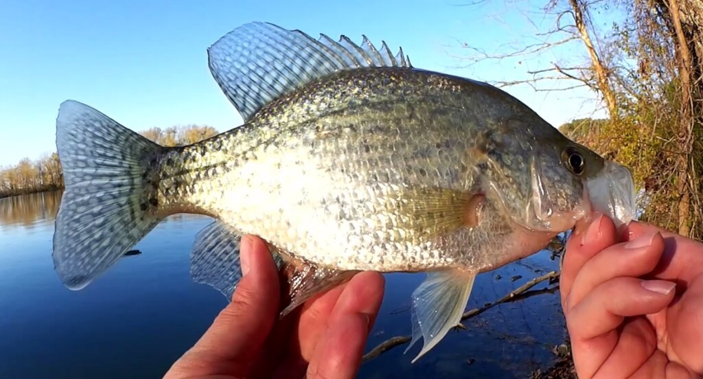 My FIRST TIME Using The CRAPPIE MAGNET!//WINTER CRAPPIE FISHING! 