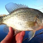 Fishing with a Mini Trout Magnet Can I Catch a Crappie - Realistic Fishing