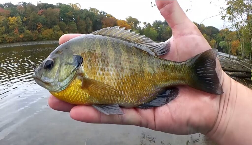 Subscriber Mail, Float Fishing for Big Fall Bluegill & Bass Fishing with a  Texas Rig Worm - Fishing on a Budget! - Realistic Fishing