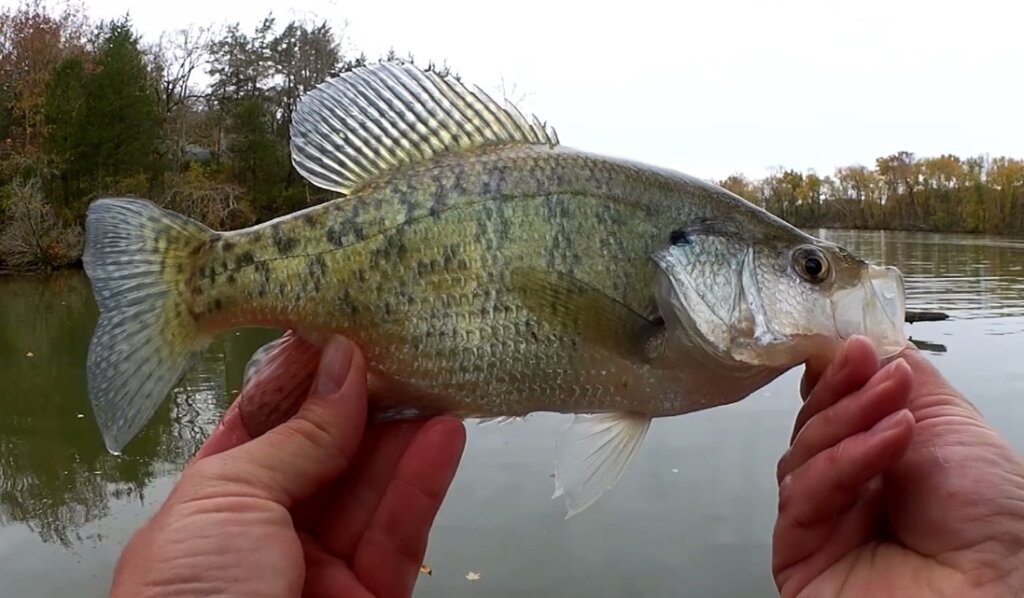 Fishing for Crappie, Bass & Bluegill from the Bank using Live Bait & Trout  Magnets - Realistic Fishing