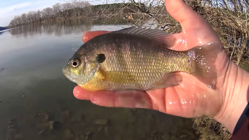 Can't Wait for Spring Bass Fishing - Realistic Winter Fishing, Winter Bank  Fishing, & Name the Mystery Fish! - Realistic Fishing