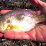 I Caught a Bluegill with a Big Lump Fishing Deep Water for Lumpy - Realistic Fishing