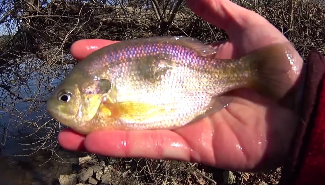 I Caught a Bluegill with a Big Lump Fishing Deep Water for Lumpy - Realistic Fishing