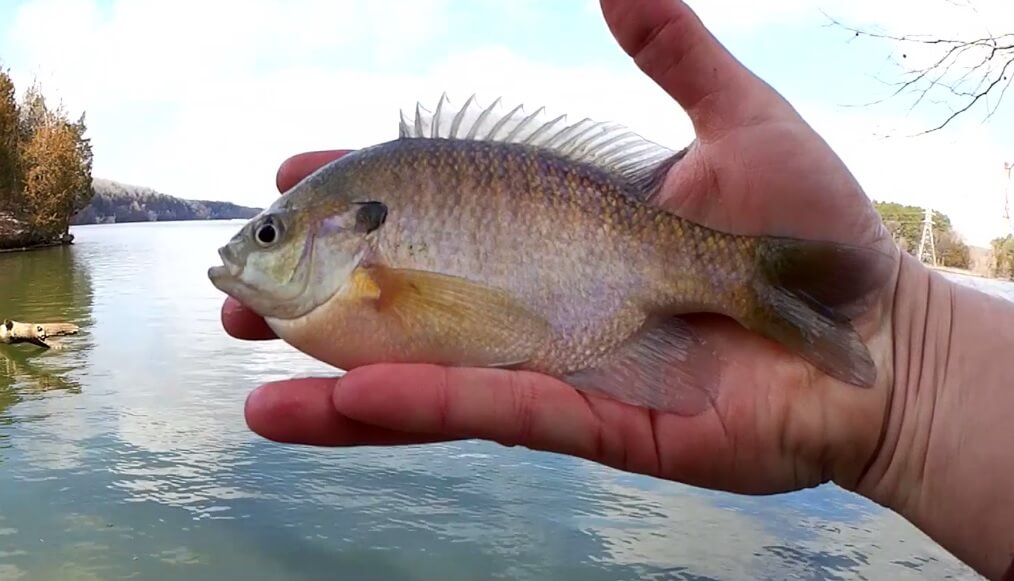 Catching Bluegill in Winter, Found YUM Dinger 30 PACKs for Only