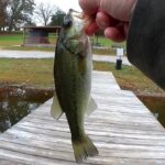 I Hate When I catch These Realistic Fall Bass Fishing with Jerkbait - Realistic Fishing