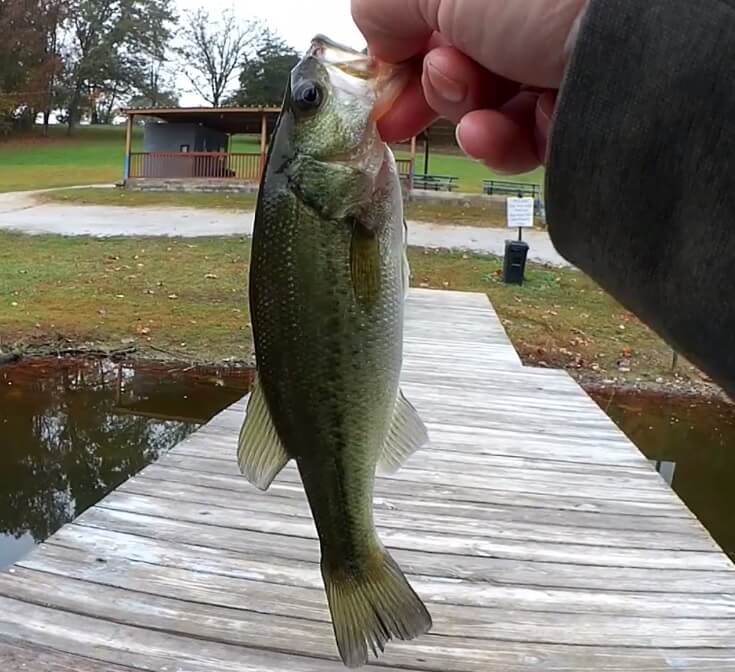 Minnows  Largemouth Bass Fishing