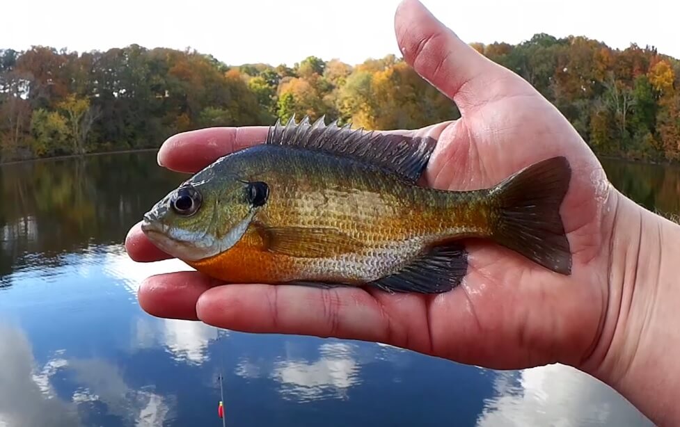 My Favorite Panfish Lures Artificial Baits Gulp Minnow vs Gulp Larva - Realistic Fishing