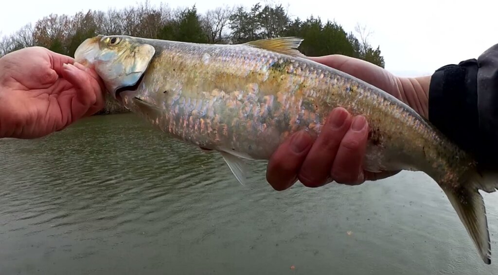 Winter Bank Fishing for Bass with Hellgrammite & Panfish Magnets