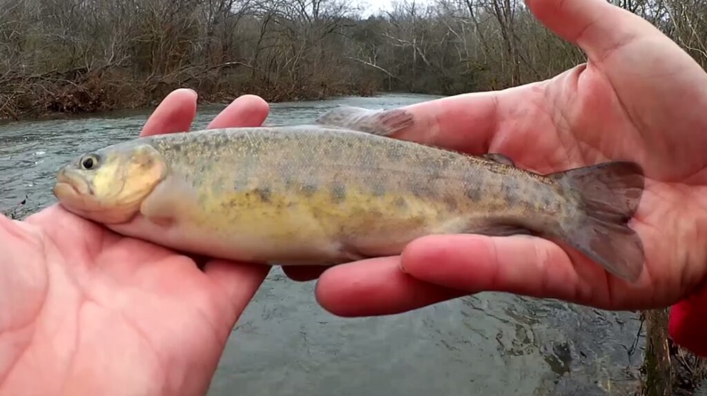 Spillway Trout Fishing with PowerBait Mice Tails and Power Eggs 