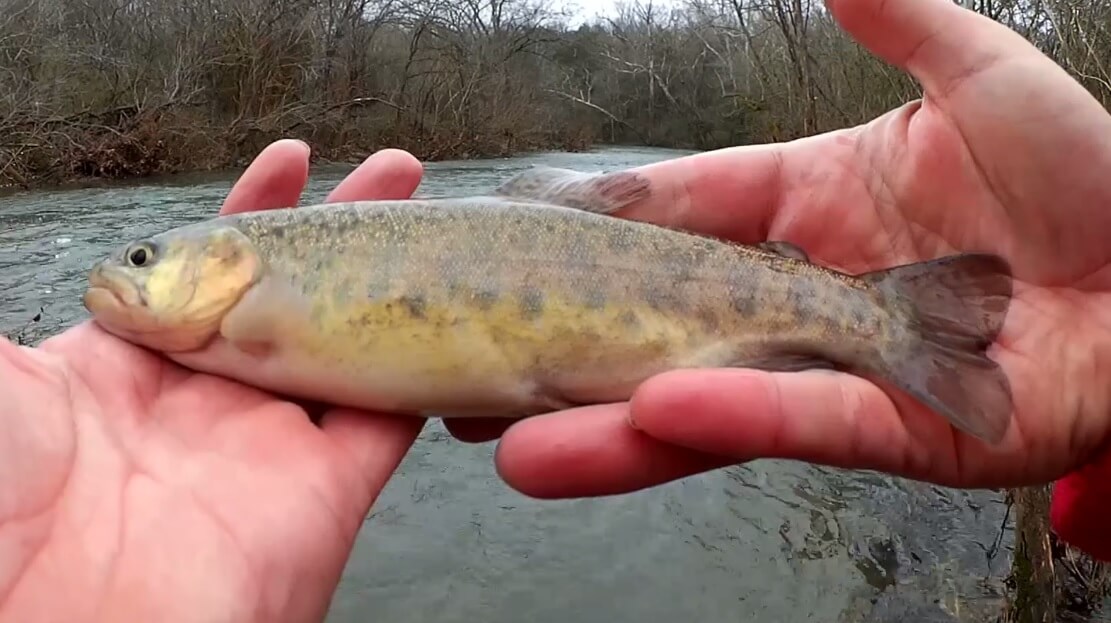 Finding New Fishing Spots for Trout & Spillway Trout Fishing with ...