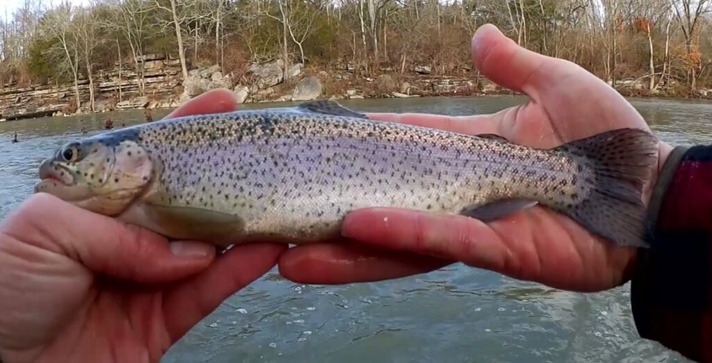 Cold Water Fishing with Nightcrawlers & Trout Fishing Below a