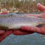 Trout Fishing Below a Spillway Which Bait Catches More Dam Trout - Realistic Fishing