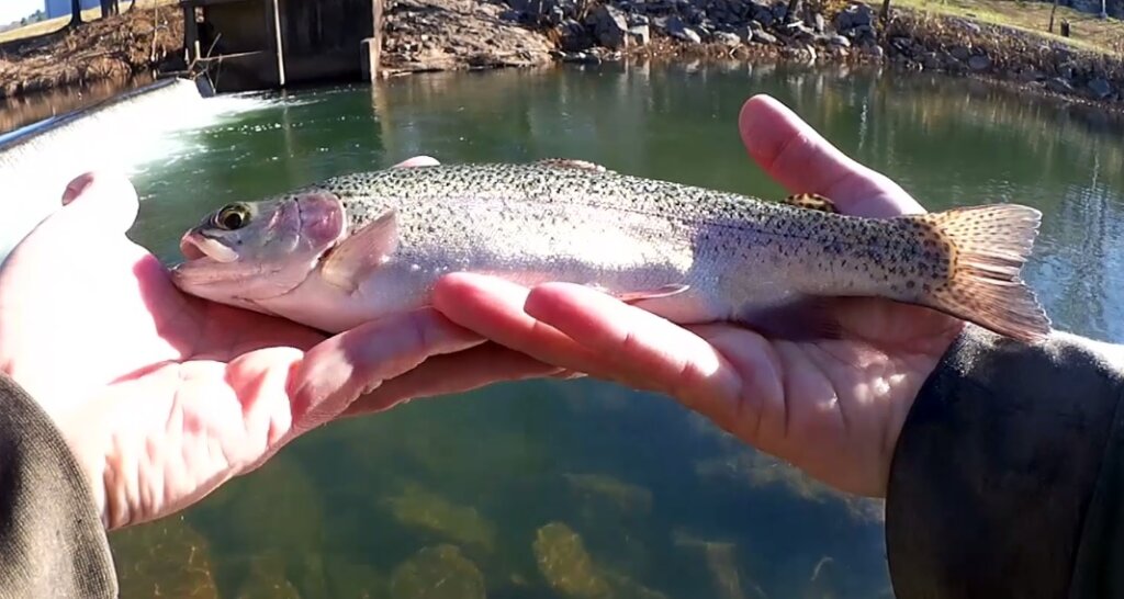 Trout Fishing Can I catch Trout at a NEW Spillway on Power Eggs - Realistic Fishing