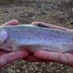 Trout Fishing in a new Creek Finding New Fishing Spots for Trout - Realistic Fishing